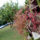 Detalle Jardín Apartamentos Pulide Detalle Jardín Apartamentos Pulide • <a style="font-size:0.8em;" href="https://www.flickr.com/photos/79534599@N04/7178346363/" target="_blank">View on Flickr</a>