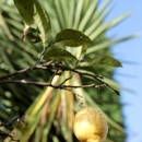 Jardín Apartamentos Rurales Pulide Jardín Apartamentos Rurales Pulide • <a style="font-size:0.8em;" href="https://www.flickr.com/photos/79534599@N04/7178349333/" target="_blank">View on Flickr</a>