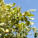 Detalle Jardín Apartamentos Pulide Detalle Jardín Apartamentos Pulide • <a style="font-size:0.8em;" href="https://www.flickr.com/photos/79534599@N04/7363573262/" target="_blank">View on Flickr</a>