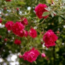 Detalle Jardín Apartamentos Pulide Detalle Jardín Apartamentos Pulide • <a style="font-size:0.8em;" href="https://www.flickr.com/photos/79534599@N04/7363571730/" target="_blank">View on Flickr</a>