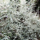 Detalle Jardín Apartamentos Pulide Detalle Jardín Apartamentos Pulide • <a style="font-size:0.8em;" href="https://www.flickr.com/photos/79534599@N04/7363571074/" target="_blank">View on Flickr</a>